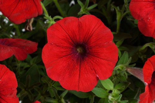 cascadias_-chili-red_2_